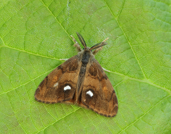 72.017 BF2026 Vapourer Orgyia antiqua