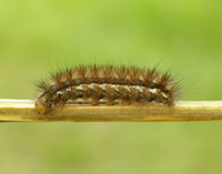 72.019 BF2061 Buff Ermine Spilosoma lutea