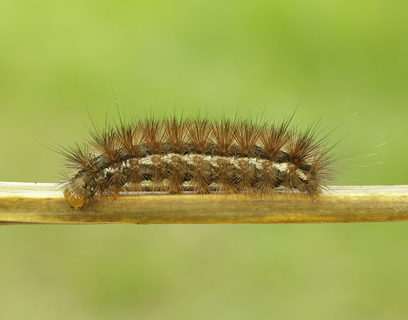 72.019 BF2061 Buff Ermine Spilosoma lutea
