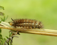 72.019 BF2061 Buff Ermine Spilosoma lutea