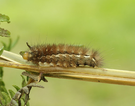 72.019 BF2061 Buff Ermine Spilosoma lutea