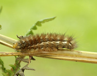 72.019 BF2061 Buff Ermine Spilosoma lutea