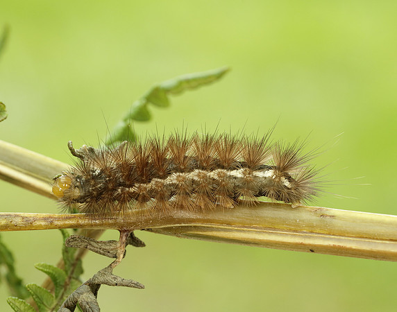72.019 BF2061 Buff Ermine Spilosoma lutea