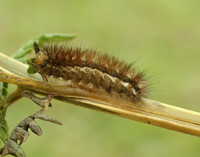 72.019 BF2061 Buff Ermine Spilosoma lutea