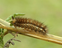 72.019 BF2061 Buff Ermine Spilosoma lutea