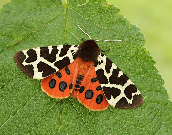 72.026 BF2057 Garden Tiger Arctia caja