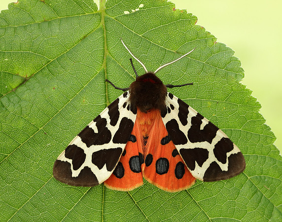 72.026 BF2057 Garden Tiger Arctia caja