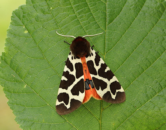 72.026 BF2057 Garden Tiger Arctia caja