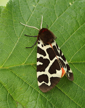 72.026 BF2057 Garden Tiger Arctia caja