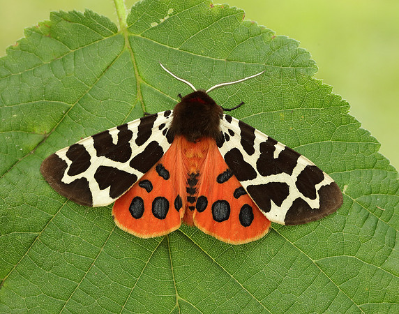 72.026 BF2057 Garden Tiger Arctia caja