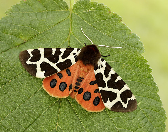 72.026 BF2057 Garden Tiger Arctia caja