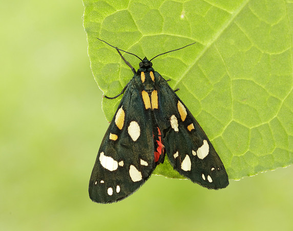 72.029 BF2068 Scarlet Tiger Callimorpha dominula