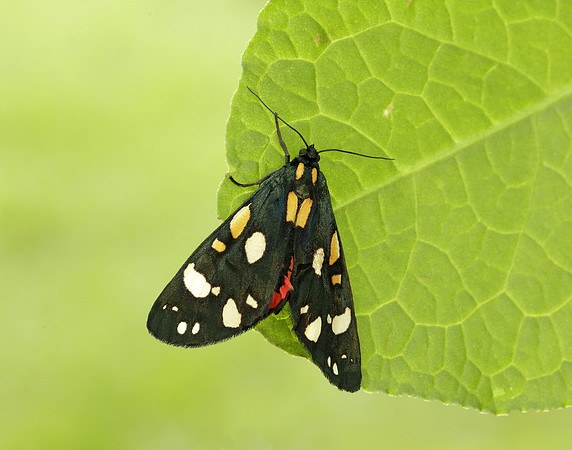 72.029 BF2068 Scarlet Tiger Callimorpha dominula