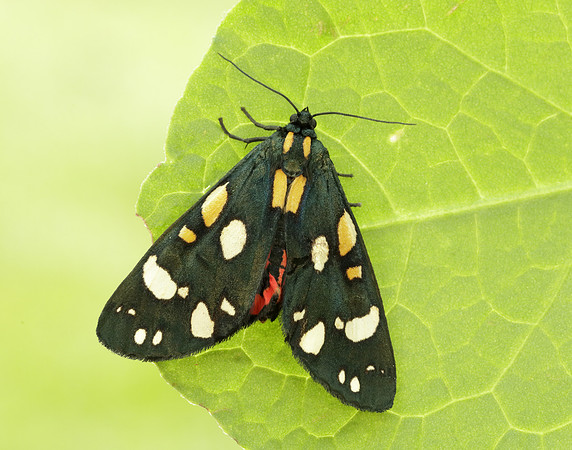 72.029 BF2068 Scarlet Tiger Callimorpha dominula