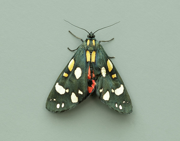 72.029 BF2068 Scarlet Tiger Callimorpha dominula