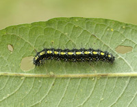 72.029 BF2068 Scarlet Tiger Callimorpha dominula