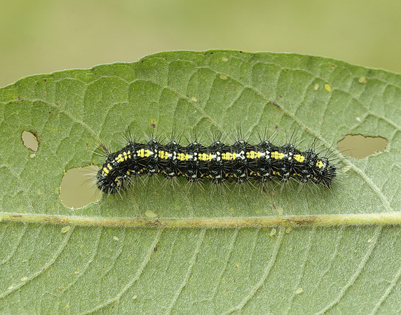 72.029 BF2068 Scarlet Tiger Callimorpha dominula
