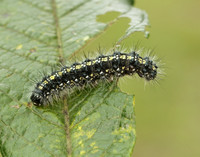72.029 BF2068 Scarlet Tiger Callimorpha dominula