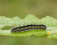 72.029 BF2068 Scarlet Tiger Callimorpha dominula