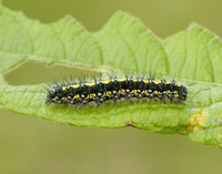 72.029 BF2068 Scarlet Tiger Callimorpha dominula