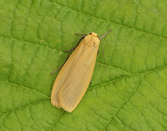 72.043 BF2049 Buff Footman Eilema depressa