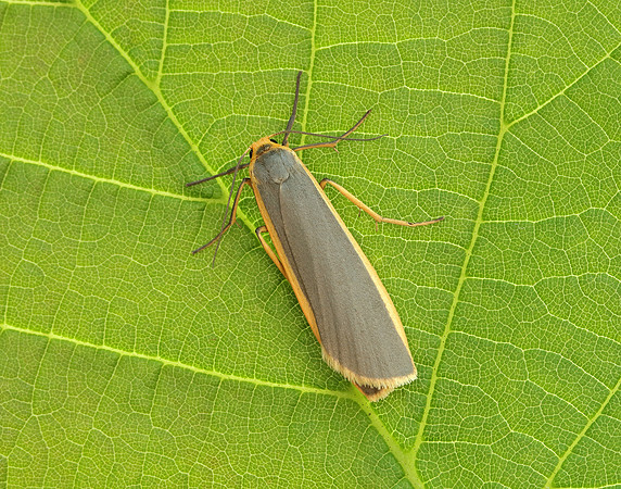 72.045 BF2050 Common Footman Eilema lurideola
