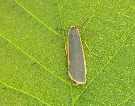 72.045 BF2050 Common Footman Eilema lurideola