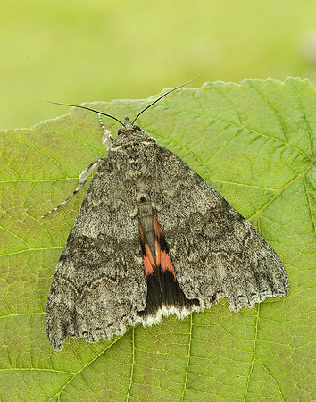 72.078 BF2452 Red Underwing Catocala nupta