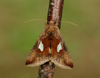 73.018 BF2444 Gold Spangle Autographa bractea