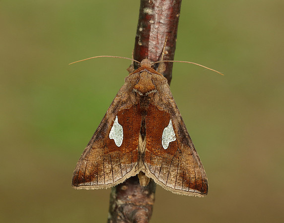 73.018 BF2444 Gold Spangle Autographa bractea