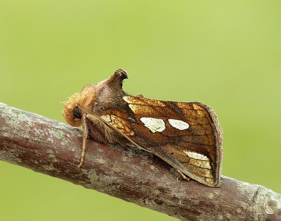 73.018 BF2444 Gold Spangle Autographa bractea