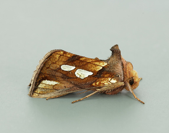 73.018 BF2444 Gold Spangle Autographa bractea