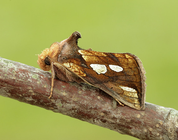 73.018 BF2444 Gold Spangle Autographa bractea