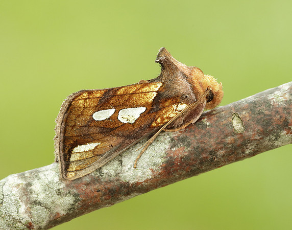 73.018 BF2444 Gold Spangle Autographa bractea
