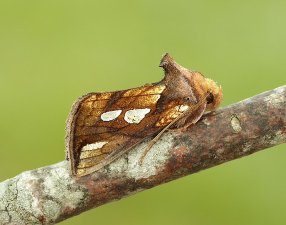 73.018 BF2444 Gold Spangle Autographa bractea