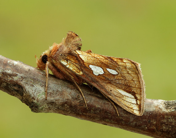 73.018 BF2444 Gold Spangle Autographa bractea