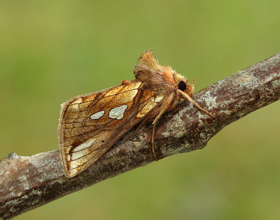 73.018 BF2444 Gold Spangle Autographa bractea