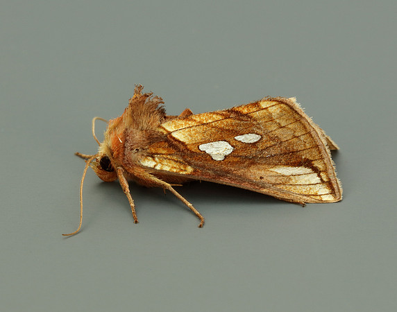 73.018 BF2444 Gold Spangle Autographa bractea