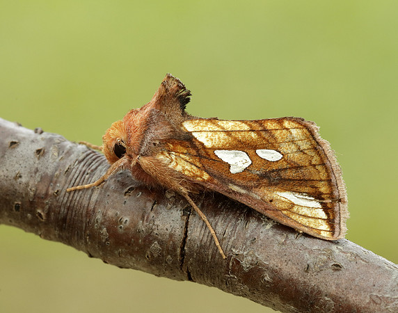 73.018 BF2444 Gold Spangle Autographa bractea