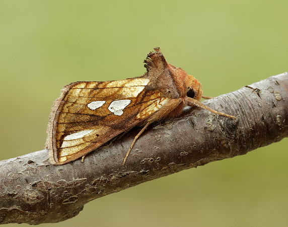 73.018 BF2444 Gold Spangle Autographa bractea