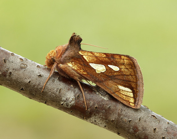 73.018 BF2444 Gold Spangle Autographa bractea