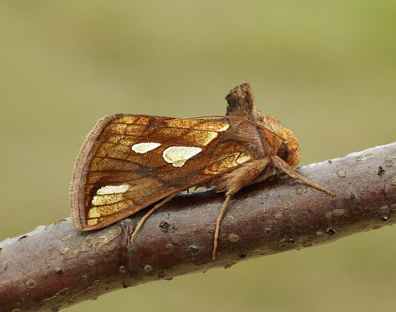 73.018 BF2444 Gold Spangle Autographa bractea