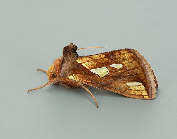 73.018 BF2444 Gold Spangle Autographa bractea