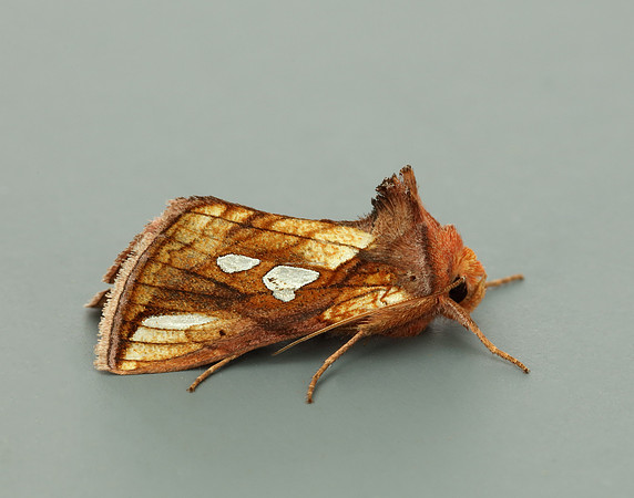 73.018 BF2444 Gold Spangle Autographa bractea