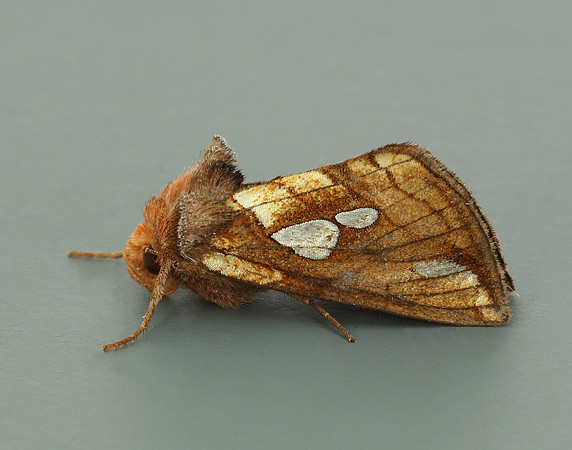 73.023 BF2440 Lempke's Gold Spot Plusia putnami