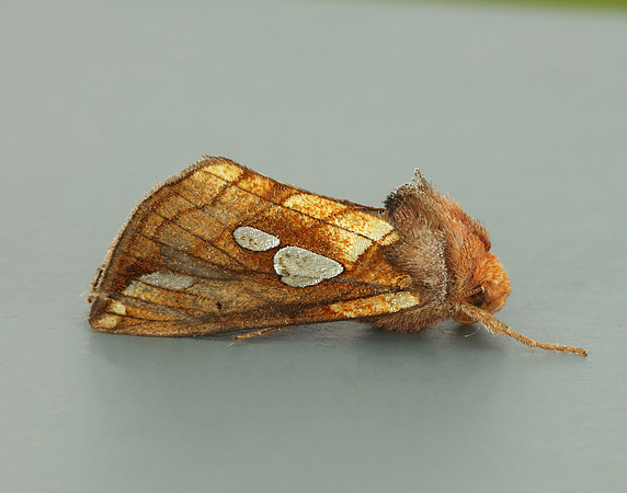 73.023 BF2440 Lempke's Gold Spot Plusia putnami