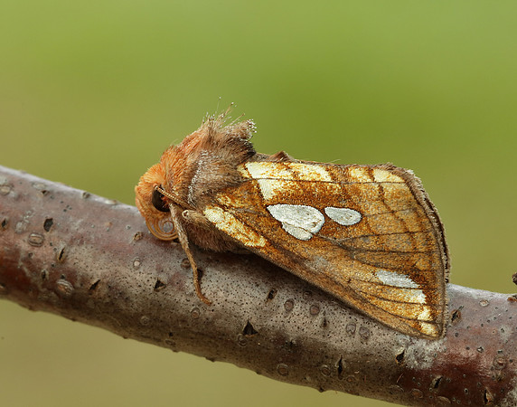 73.023 BF2440 Lempke's Gold Spot Plusia putnami