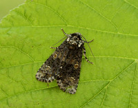 73.047 BF2291 Coronet Craniophora ligustri