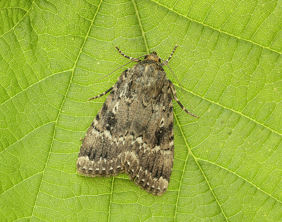 73.062 BF2297 Copper Underwing Amphipyra pyramidea