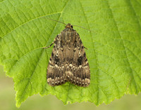 73.062 BF2297 Copper Underwing Amphipyra pyramidea